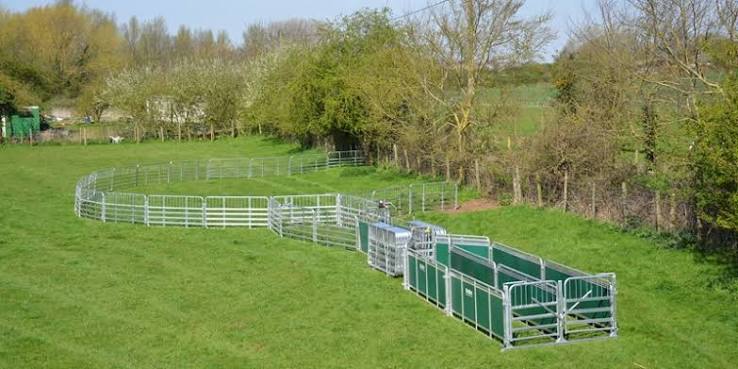 Prattley Sheep Yard 14' Standard - approximately 1,400 ewe capacity using existing fence