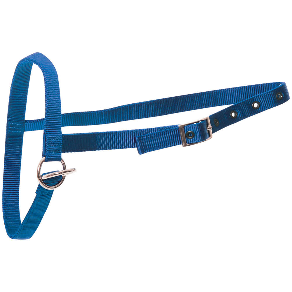 Calf Halter Nylon Leading Blue