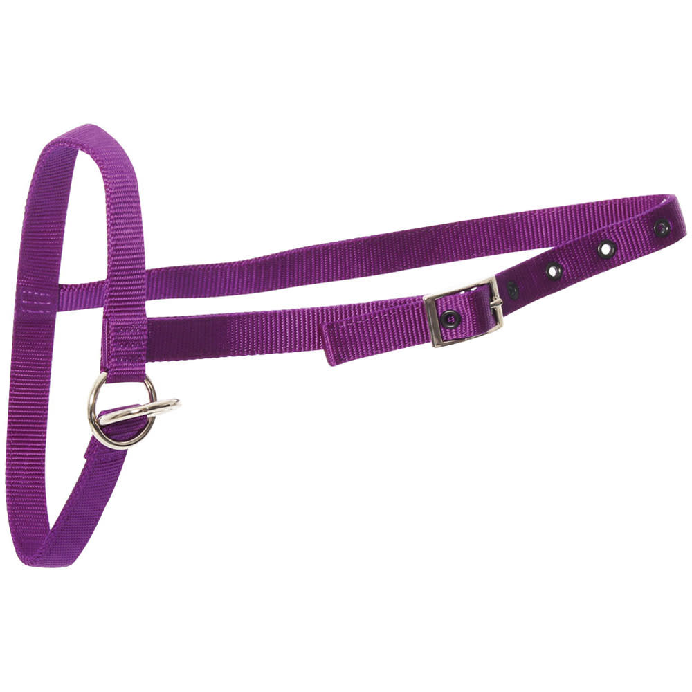 Calf Halter Nylon Leading Purple