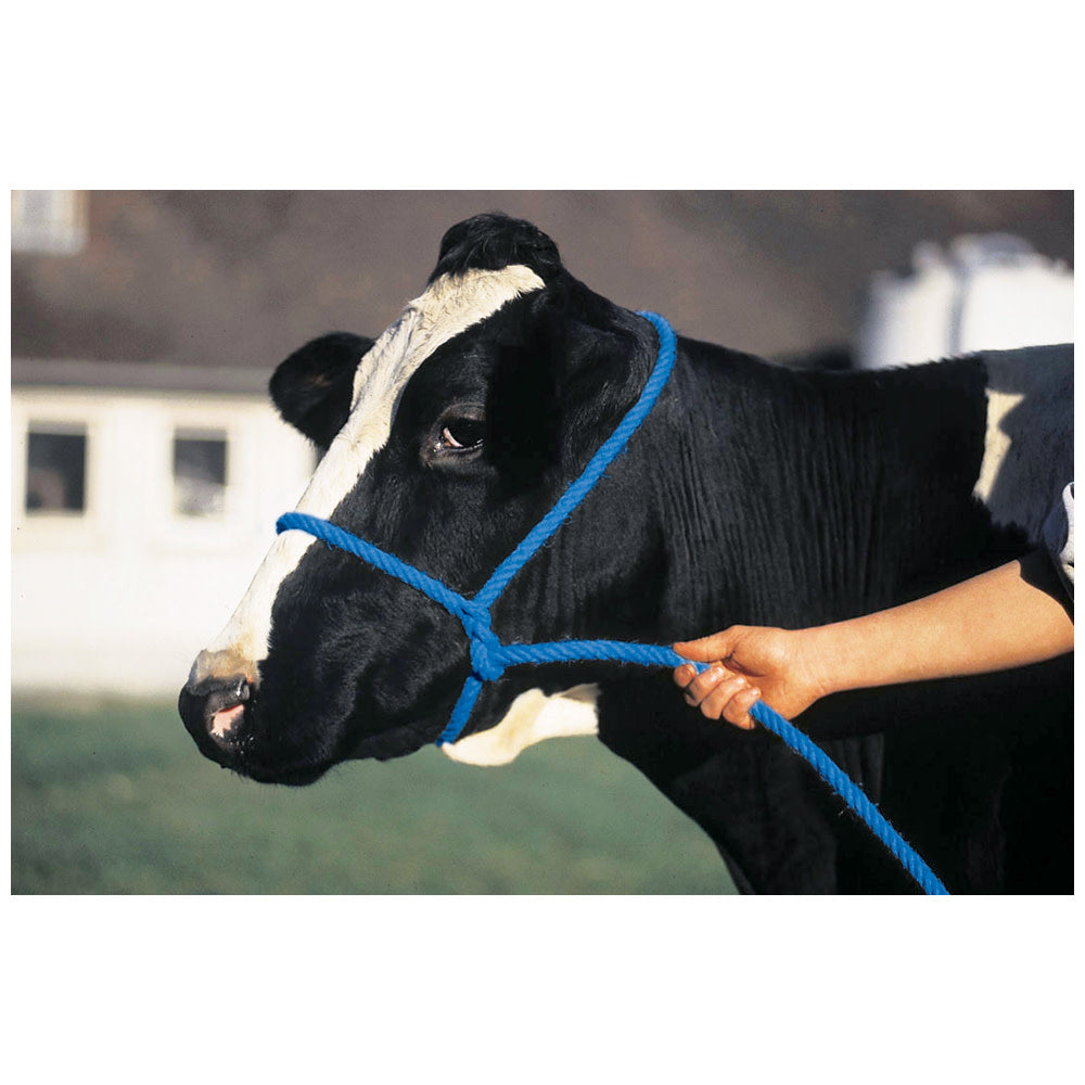 Calf Halter Poly Rope Blue