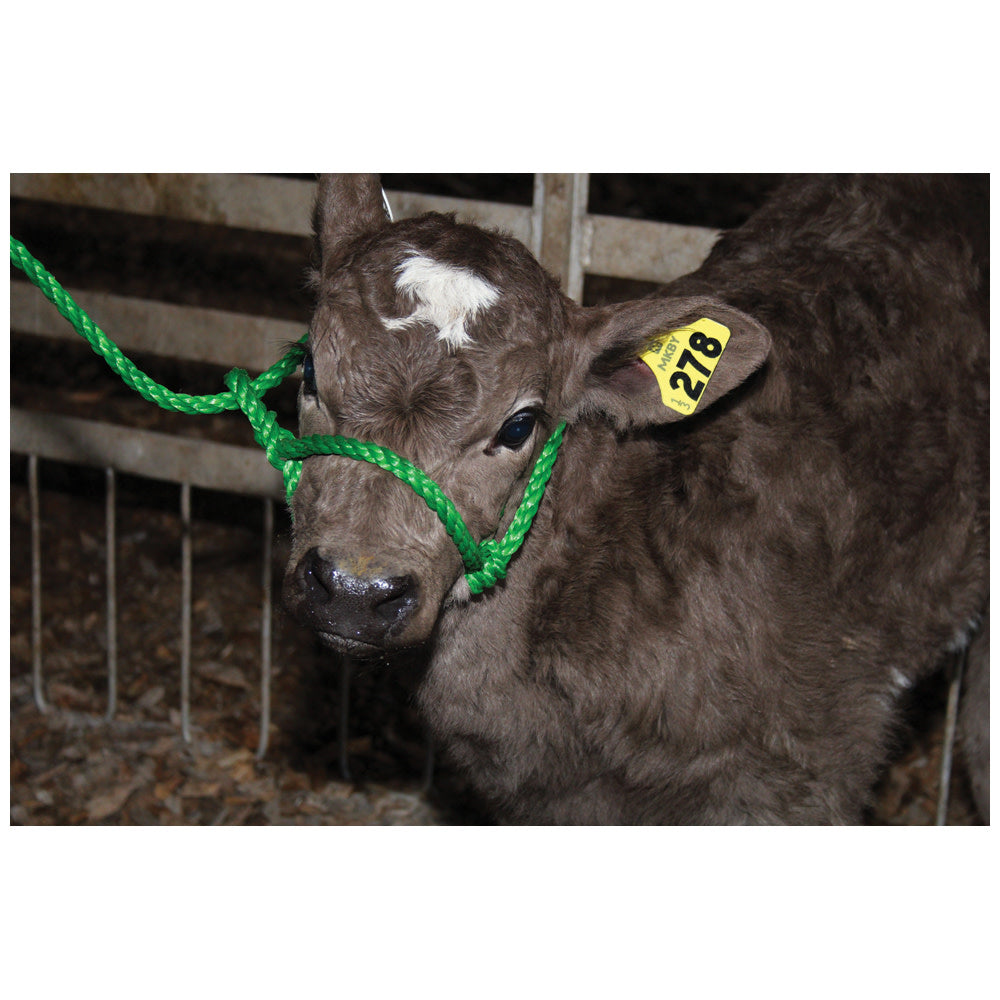 Calf Halter Poly Rope Green