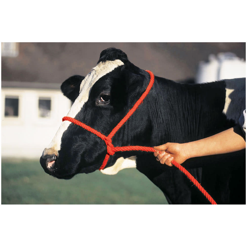 Calf Halter Poly Rope Red