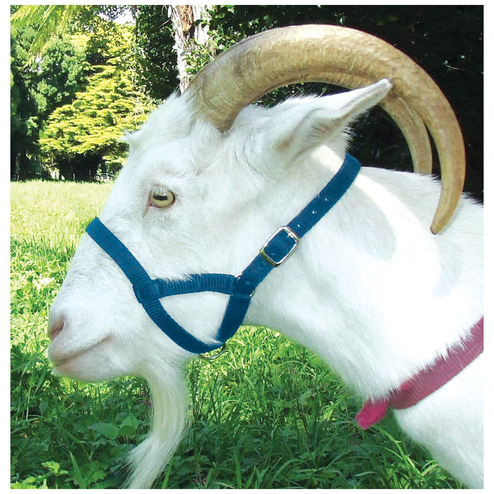 Halter Webbing Kid Blue