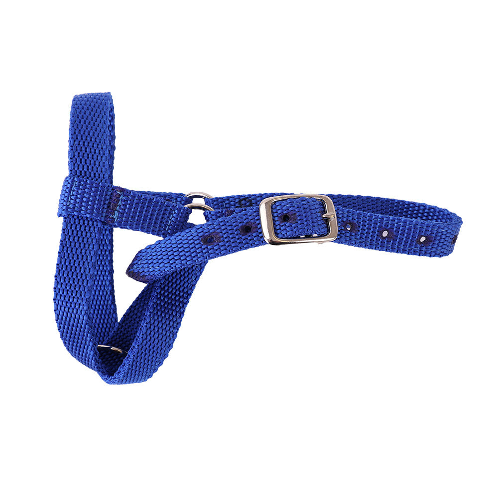 Halter Webbing Goat Small Blue