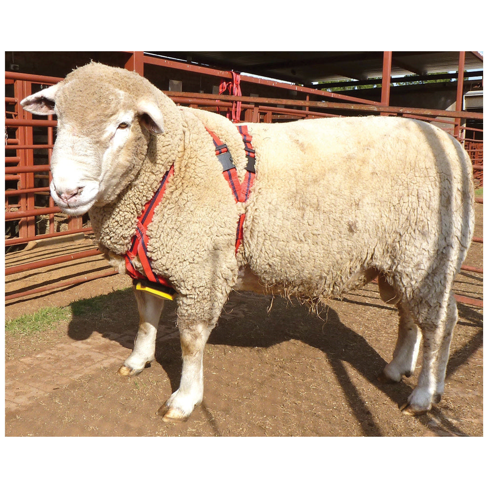 Ram Harness MatingMark Rplt Buckles Kit